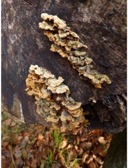 Fruit bodies on beech in the New Forest, UK.